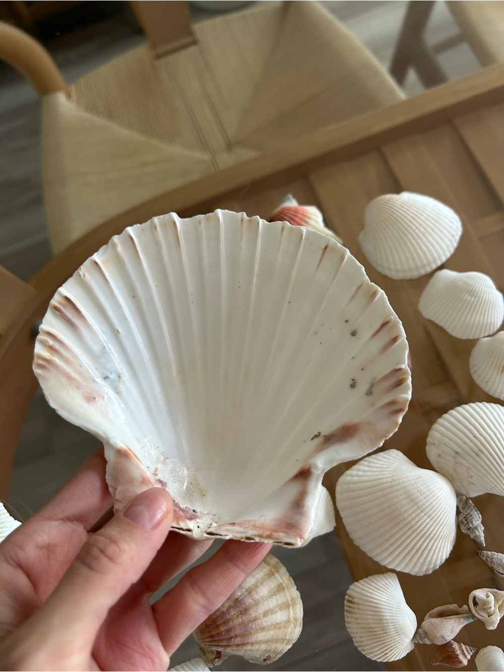 Assorted Natural Sea Shell Collection - Picture 5 of 10